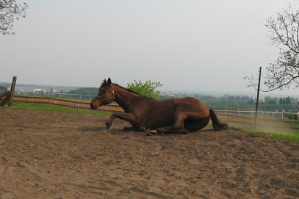 06.05.07.-Koně 040_crop.jpg